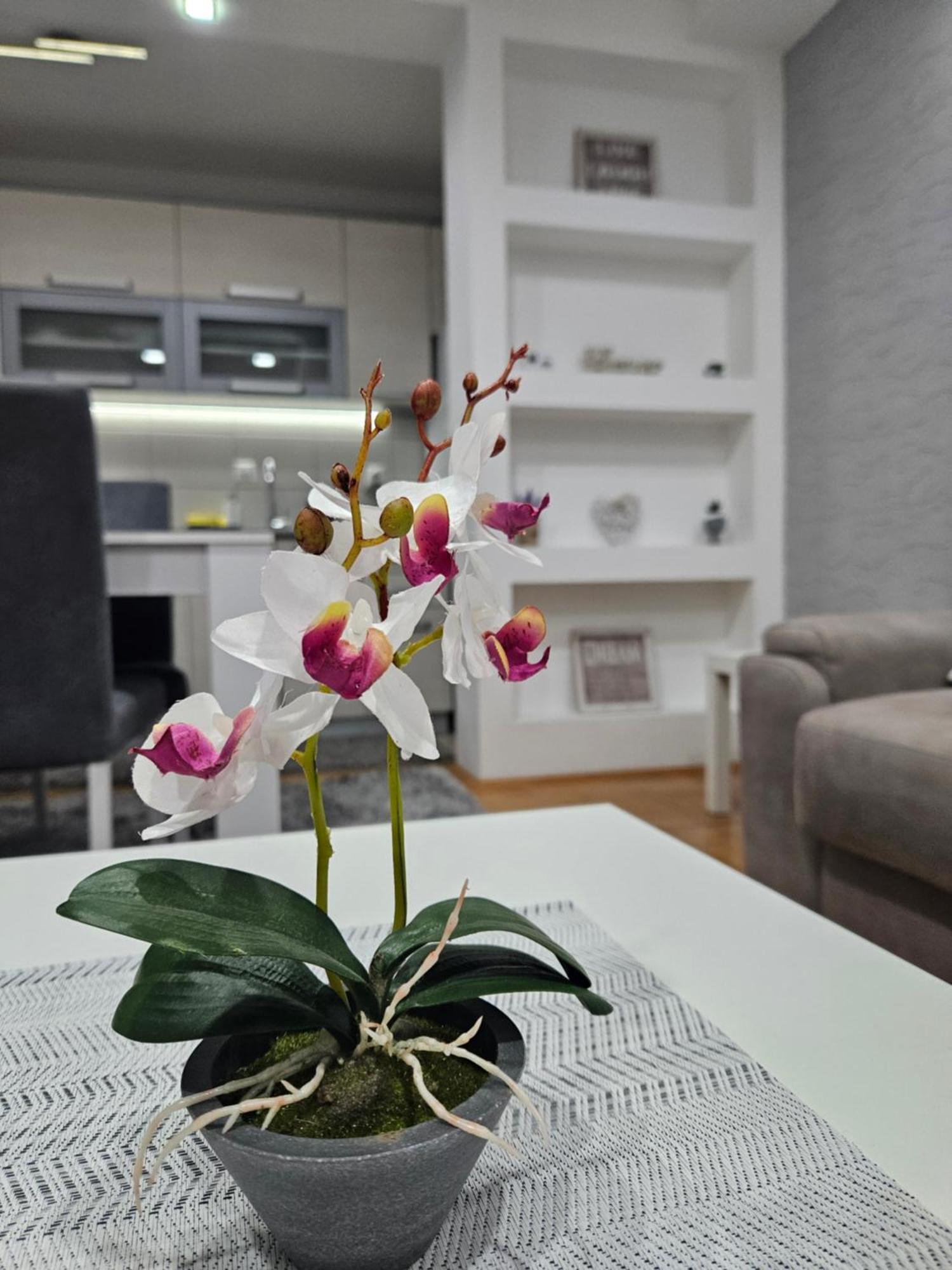 Apartman Vukota ピロト エクステリア 写真